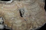 Polished Miocene Stromatolite (Chlorellopsis) - Crimea #57568-1